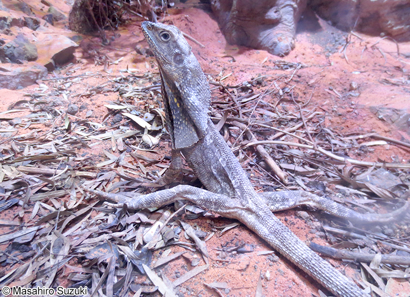 エリマキトカゲ Chlamydosaurus kingii