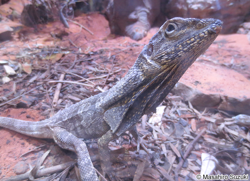 エリマキトカゲ Chlamydosaurus kingii