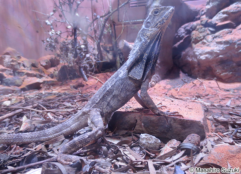 エリマキトカゲ Chlamydosaurus kingii