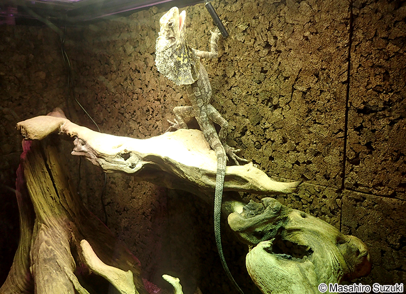 エリマキトカゲ Chlamydosaurus kingii