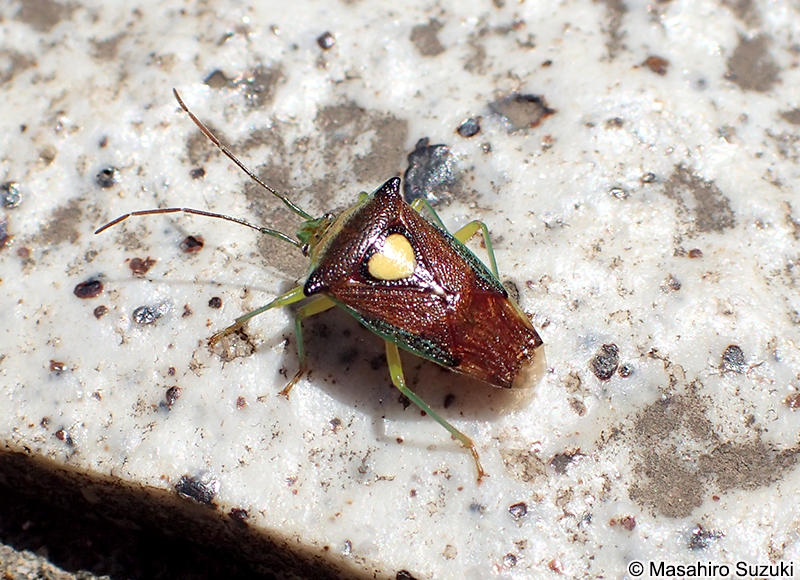 エサキモンキツノカメムシ Sastragala esakii