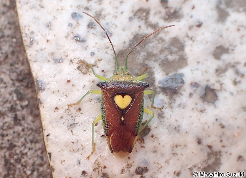 エサキモンキツノカメムシ Sastragala esakii