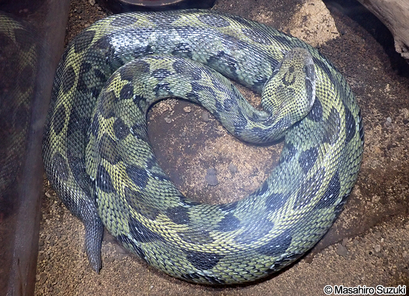 エチオピアアダー Bitis parviocula