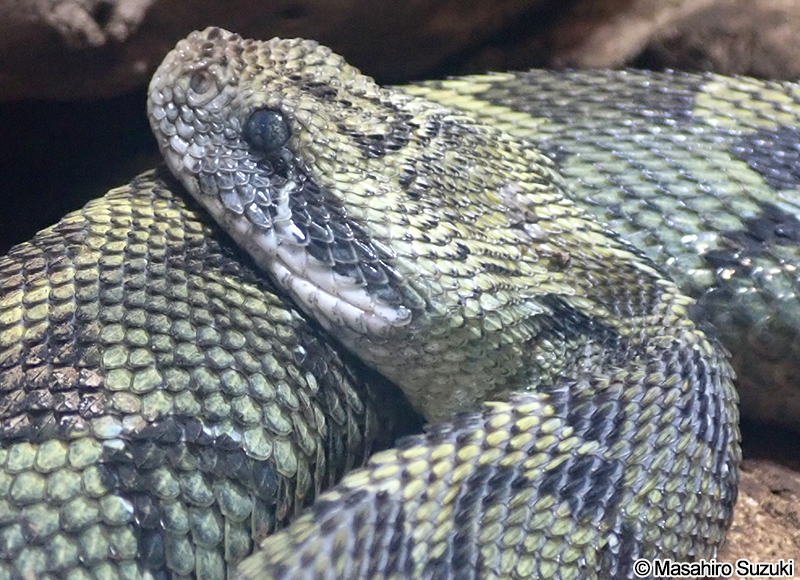 エチオピアアダー Bitis parviocula
