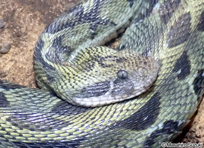 エチオピアアダー Bitis parviocula