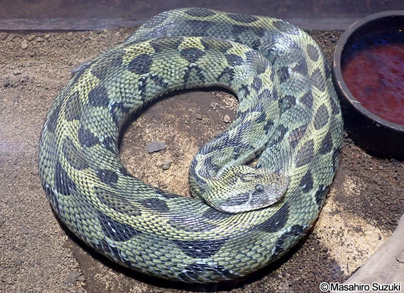 エチオピアアダー Bitis parviocula