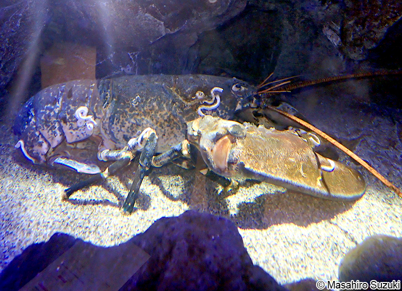 ヨーロッパロブスター Homarus gammarus