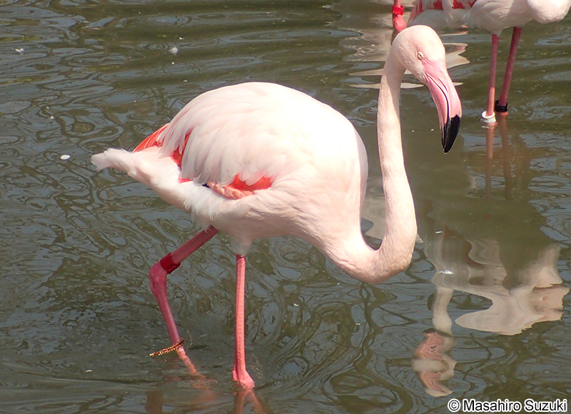 ヨーロッパフラミンゴ Phoenicopterus roseus