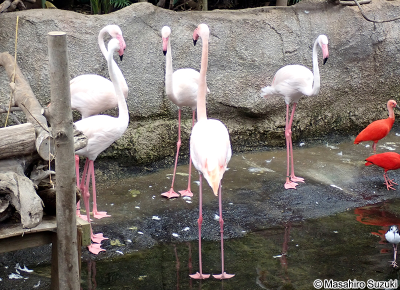 ヨーロッパフラミンゴ Phoenicopterus roseus