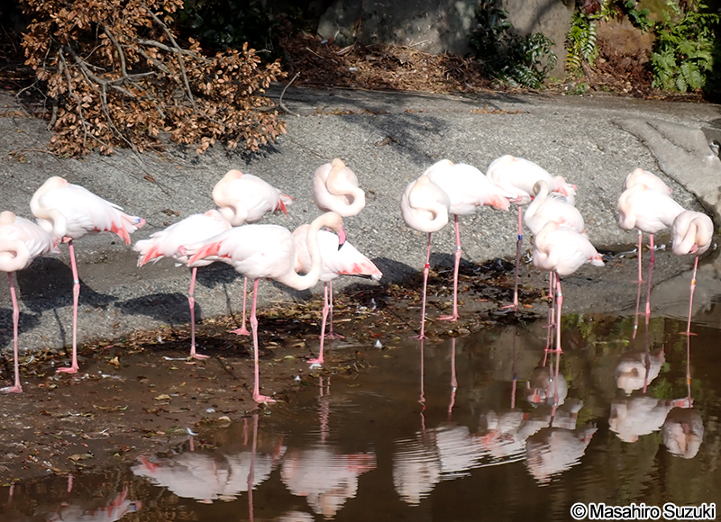 ヨーロッパフラミンゴ Phoenicopterus roseus
