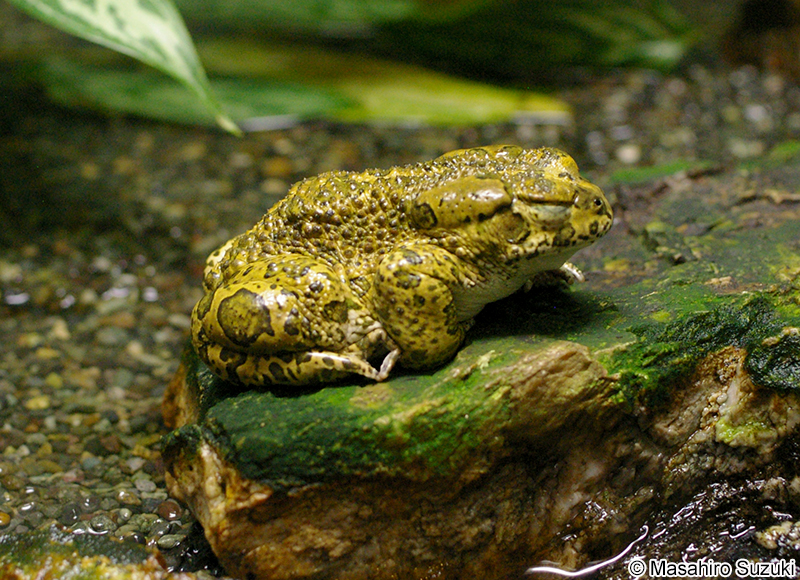 ヨーロッパミドリヒキガエル Bufo viridis