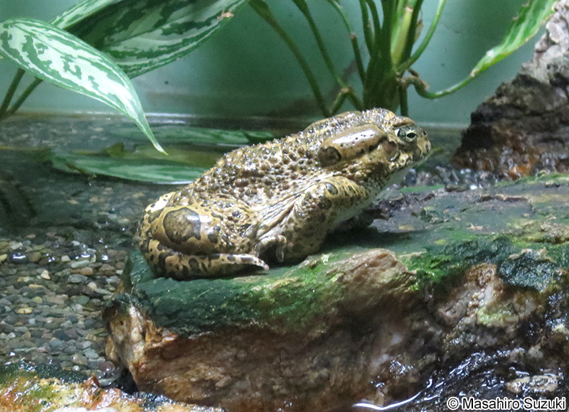 ヨーロッパミドリヒキガエル Bufo viridis