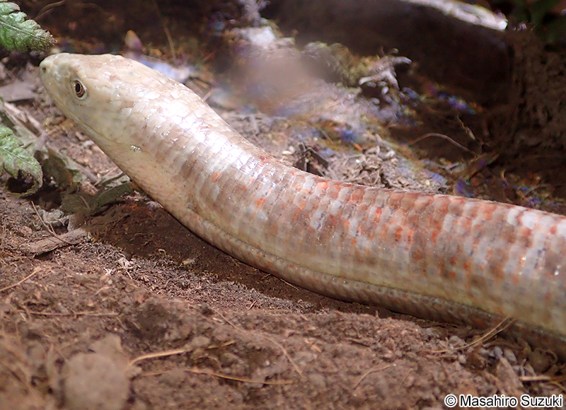 ヨーロッパアシナシトカゲ Pseudopus apodus