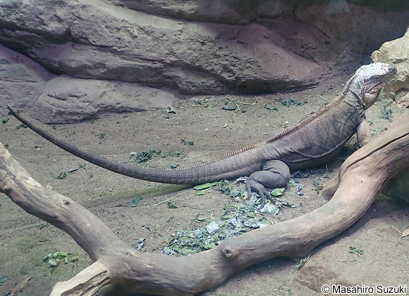エグズーマツチイグアナ Cyclura cychlura figginsi
