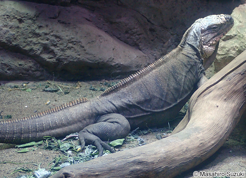 エグズーマツチイグアナ Cyclura cychlura figginsi