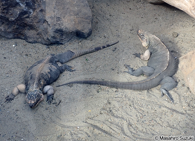 エグズーマツチイグアナ Cyclura cychlura figginsi