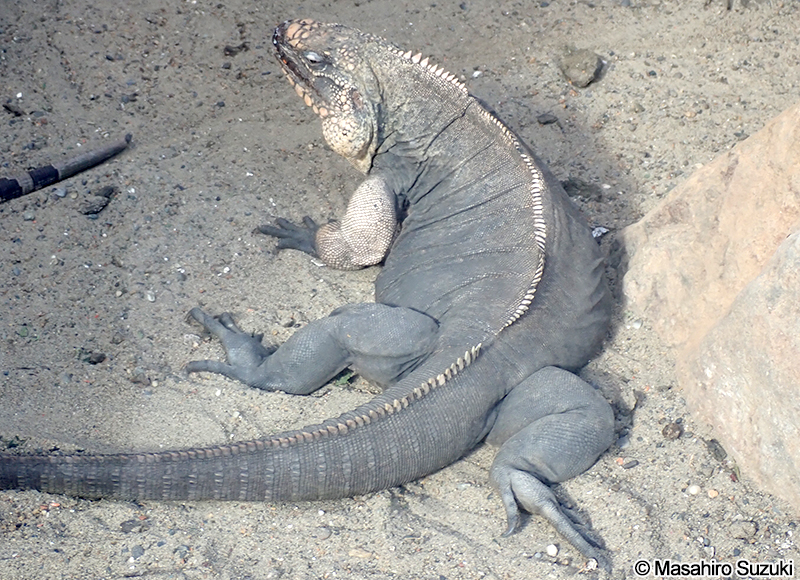 エグズーマツチイグアナ Cyclura cychlura figginsi