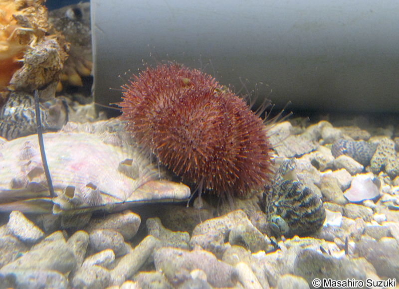 エゾバフンウニ Strongylocentrotus intermedius