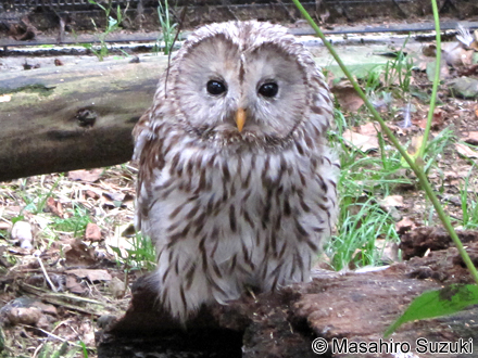 エゾフクロウ Strix uralensis japonica