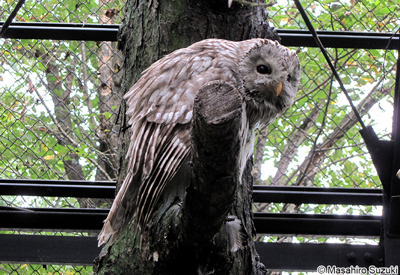 エゾフクロウ Strix uralensis japonica