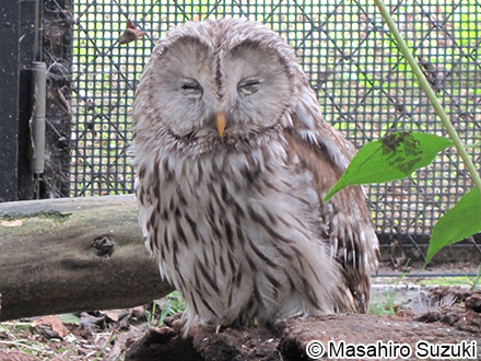 エゾフクロウ Strix uralensis japonica
