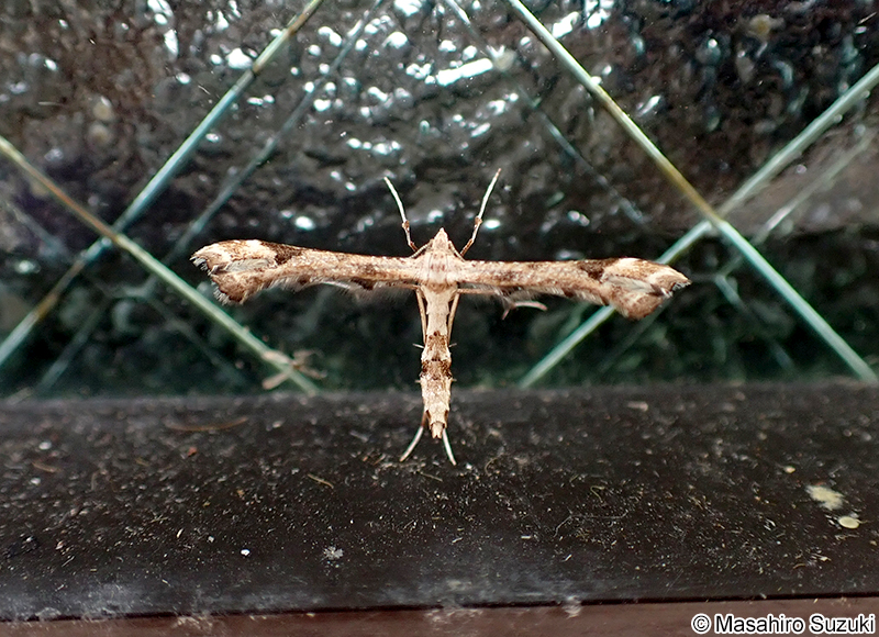 エゾギクトリバ Platyptilia farfarella