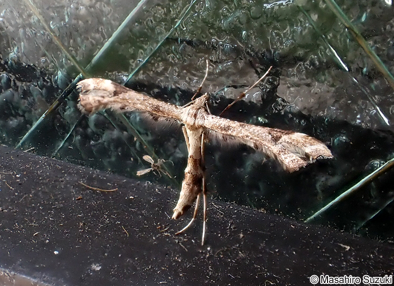 エゾギクトリバ Platyptilia farfarella