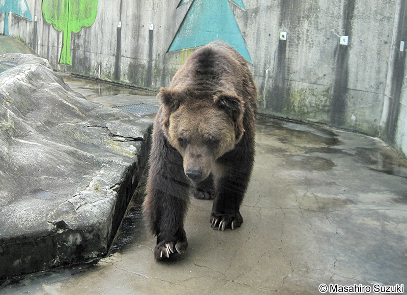 エゾヒグマ Ursus arctos yesoensis