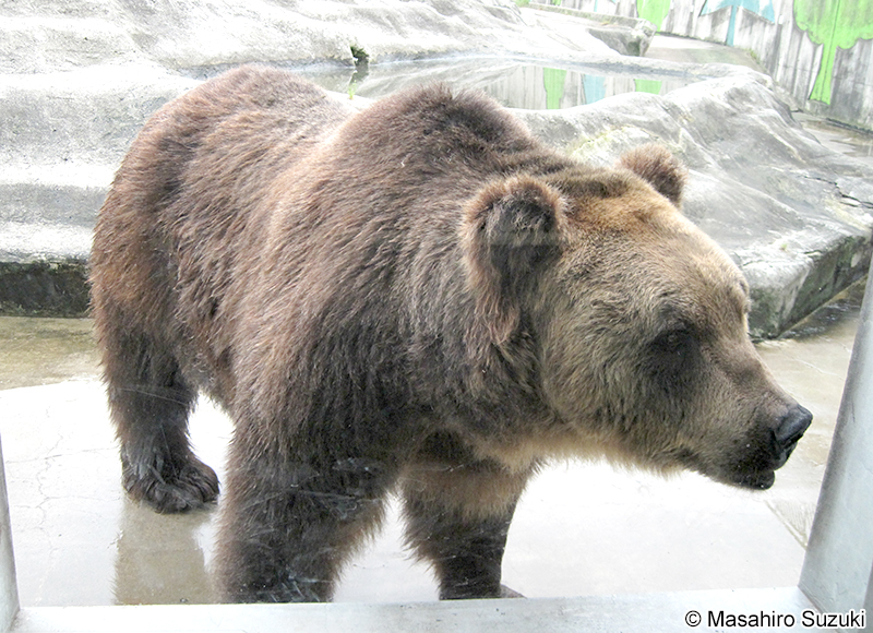 エゾヒグマ Ursus arctos yesoensis