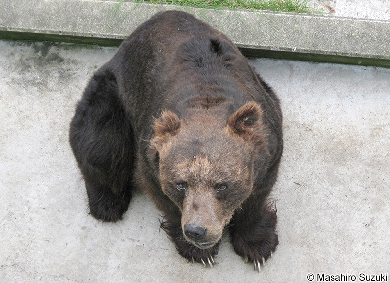 エゾヒグマ Ursus arctos yesoensis