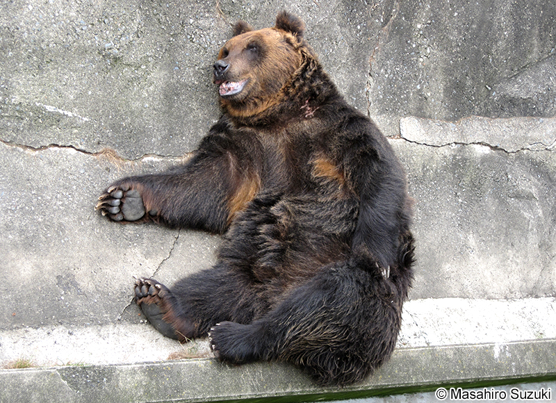 エゾヒグマ Ursus arctos yesoensis