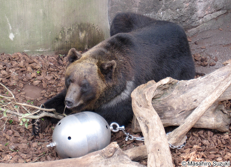 エゾヒグマ Ursus arctos yesoensis