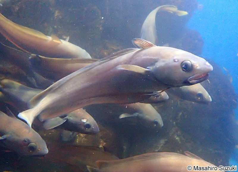 チゴダラ Physiculus japonicus