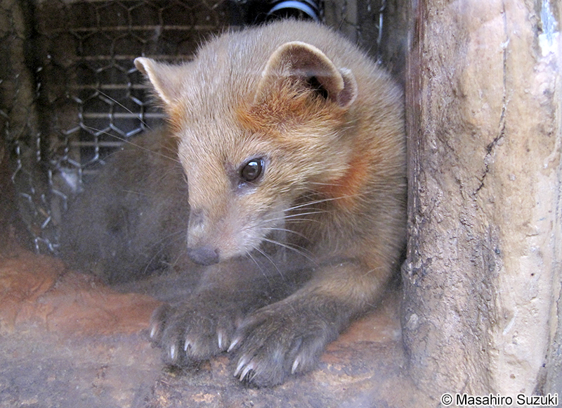 エゾクロテン Martes zibellina brachyura