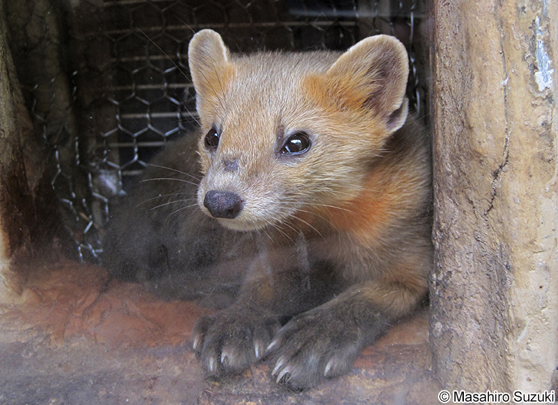 エゾクロテン Martes zibellina brachyura
