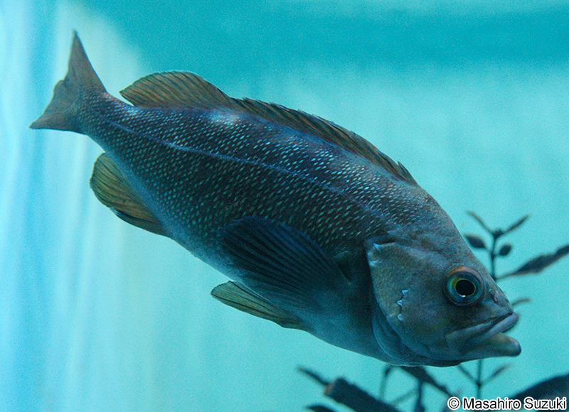 エゾメバル Sebastes taczanowskii