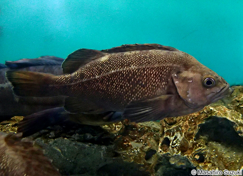 エゾメバル Sebastes taczanowskii