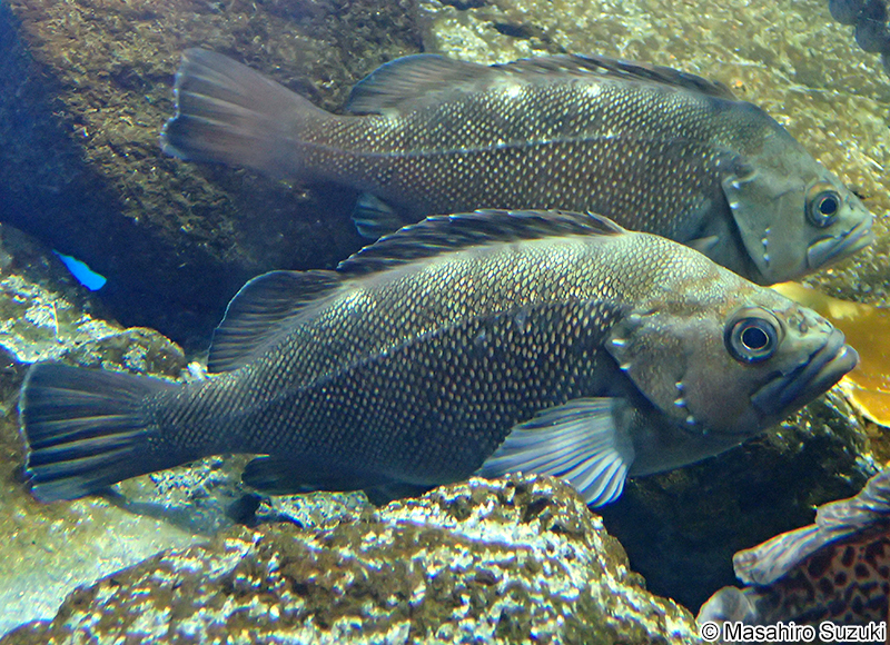 エゾメバル Sebastes taczanowskii