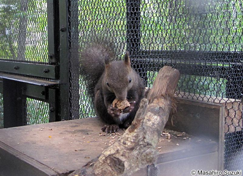 エゾリス Sciurus vulgaris orientis