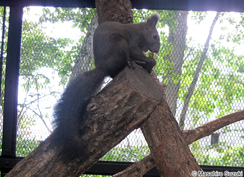 エゾリス Sciurus vulgaris orientis