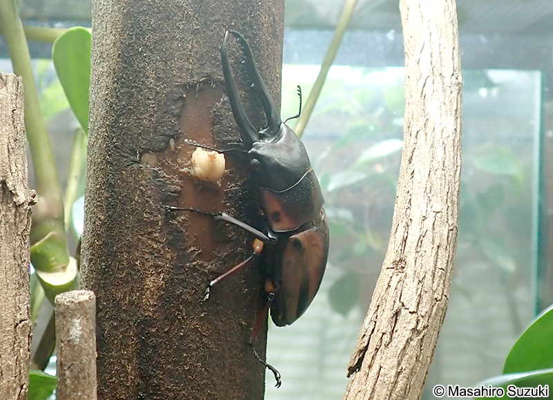 ファブリスノコギリクワガタ Prosopocoilus fabricei