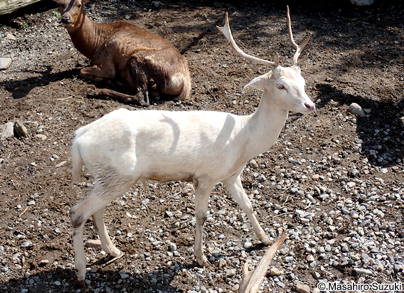 ファロージカ Dama dama