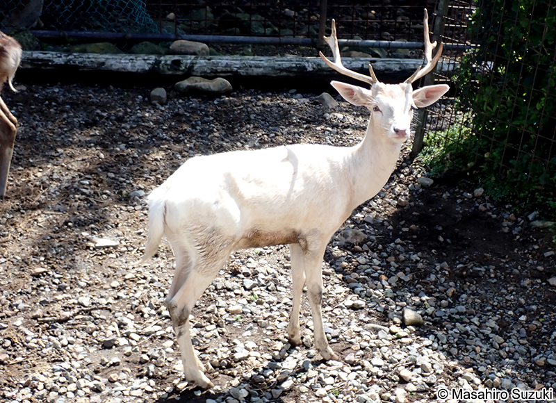 ファロージカ Dama dama