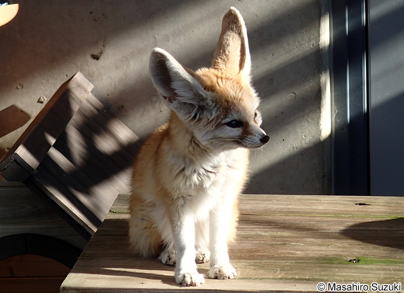 フェネック Vulpes zerda