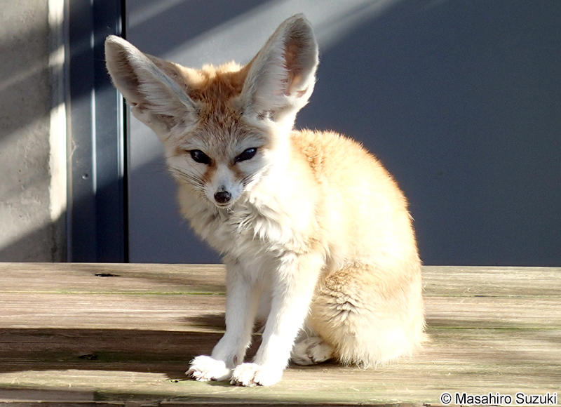 フェネック Vulpes zerda