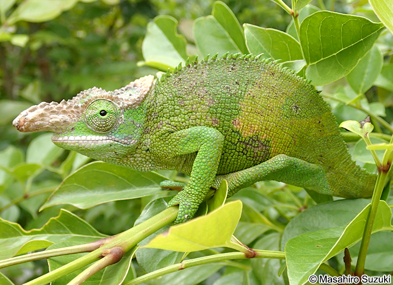 フィッシャーカメレオン Kinyongia fischeri