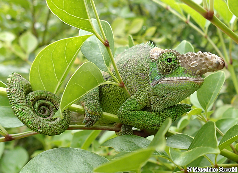 フィッシャーカメレオン Kinyongia fischeri