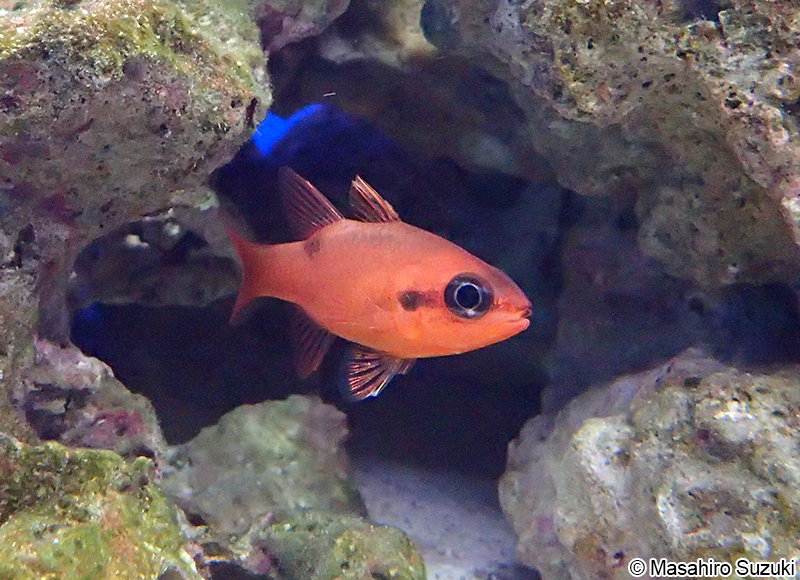 フレームカージナル Apogon maculatus