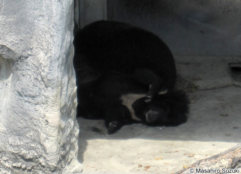 台灣黑熊 Ursus thibetanus formosanus