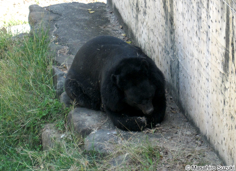 台灣黑熊 Ursus thibetanus formosanus